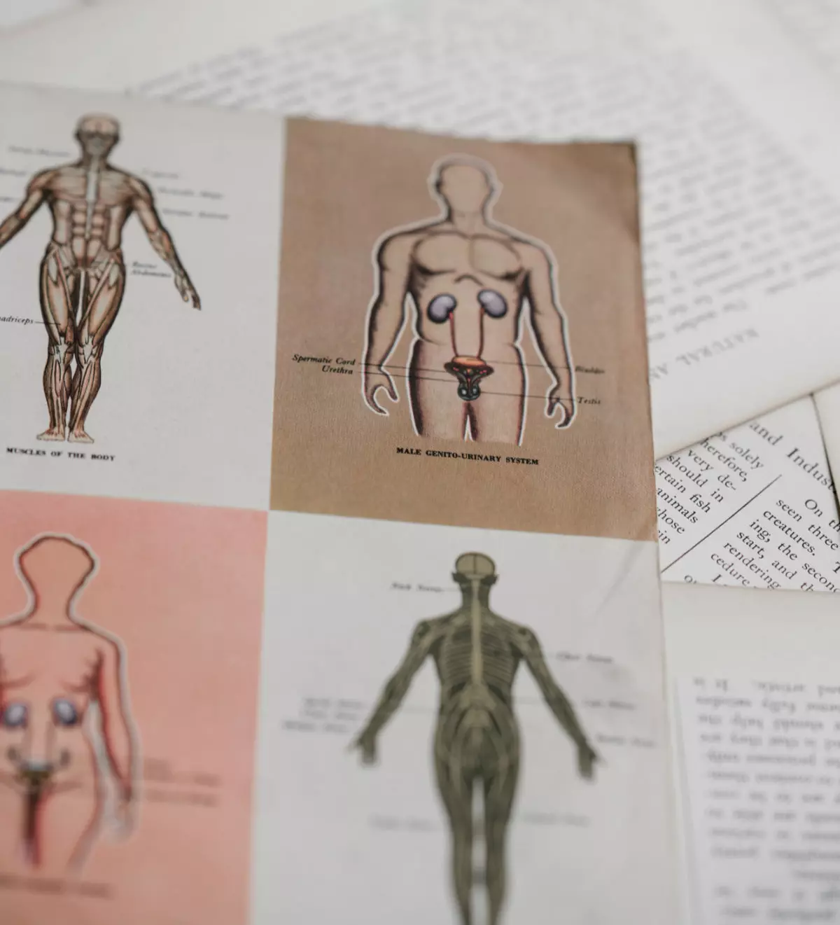 Boksidor-med-bilder-på-människokroppen
